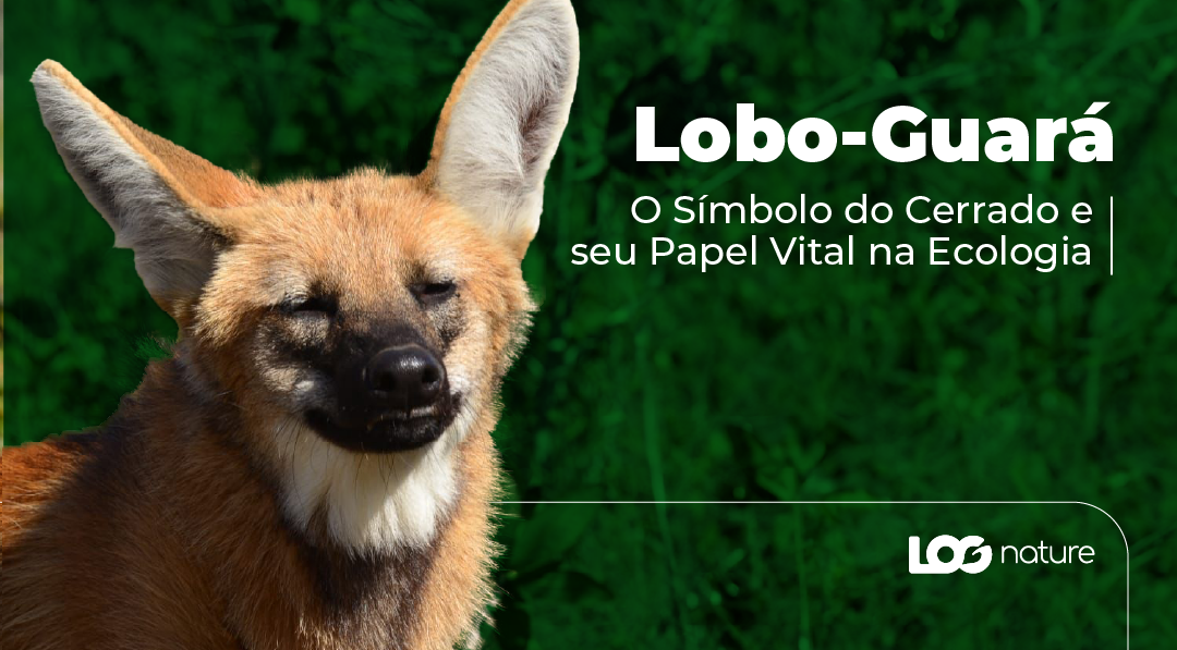 Lobo-Guará: O Símbolo do Cerrado e seu Papel Vital na Ecologia