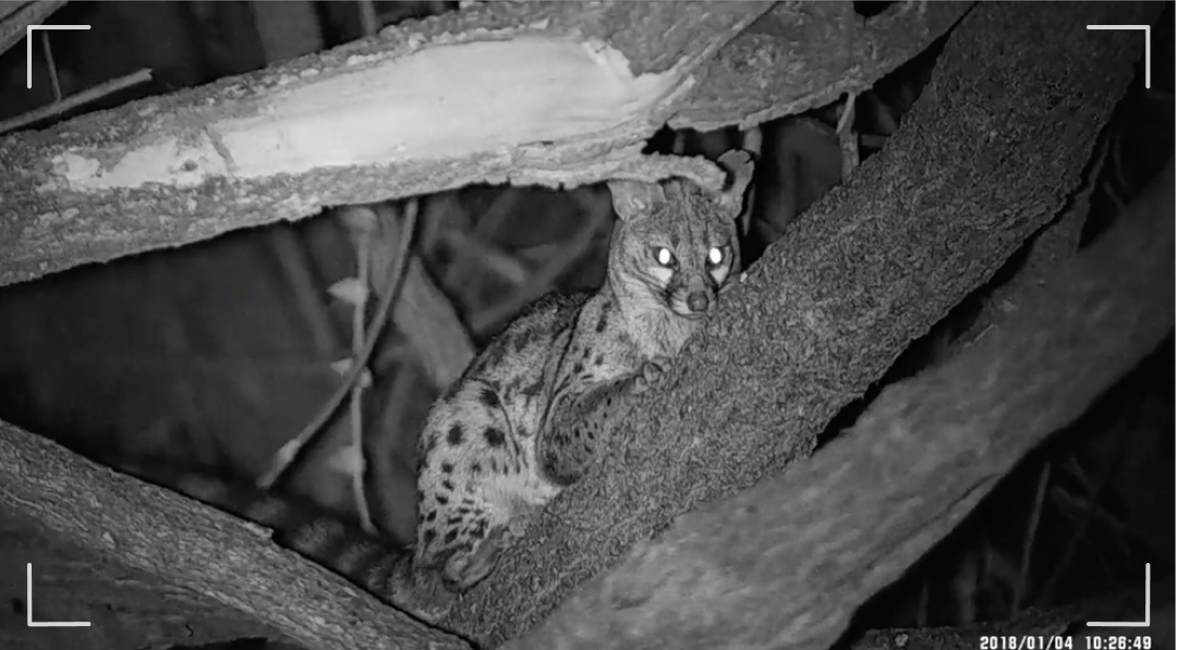 Explorando a Noite: o Papel dos Monóculos de Visão Noturna na Pesquisa da Fauna