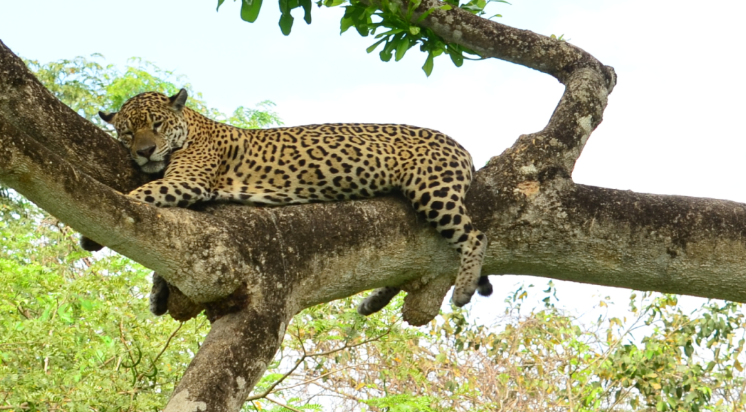 Dia da Onça-Pintada: A importância do monitoramento e da pesquisa de longo prazo