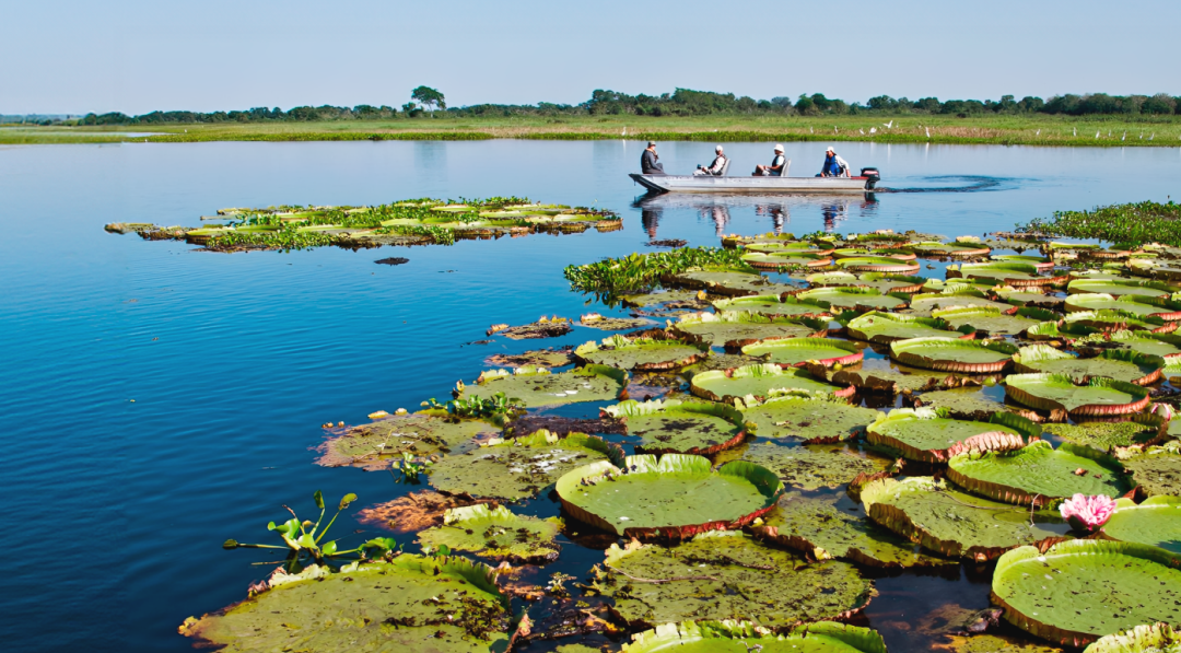 Dia do Pantanal: conservação e ações que fortalecem o bioma