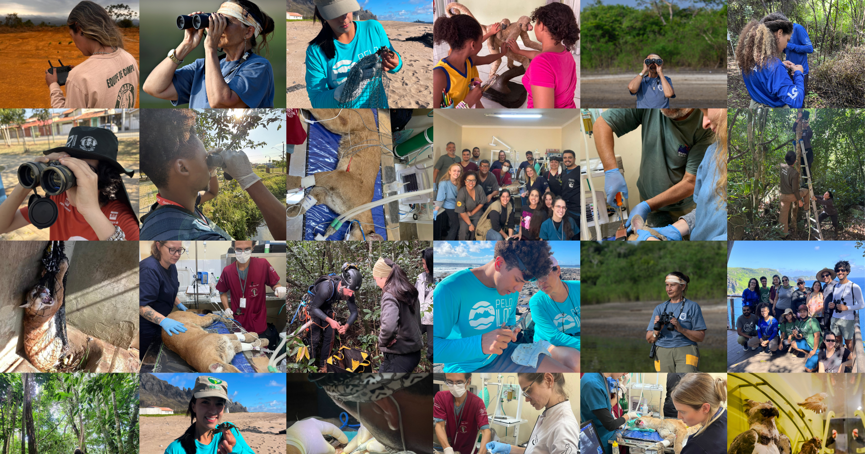 Retrospectiva 2025: apoio a projetos de conservação