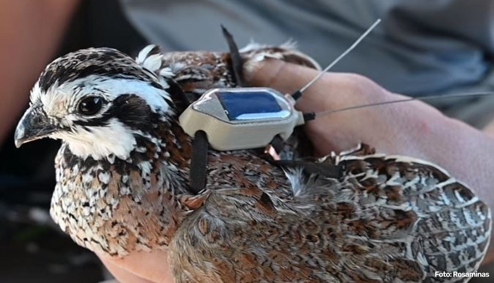 Telemetria na conservação da fauna: quando tecnologia e bem-estar animal caminham juntos