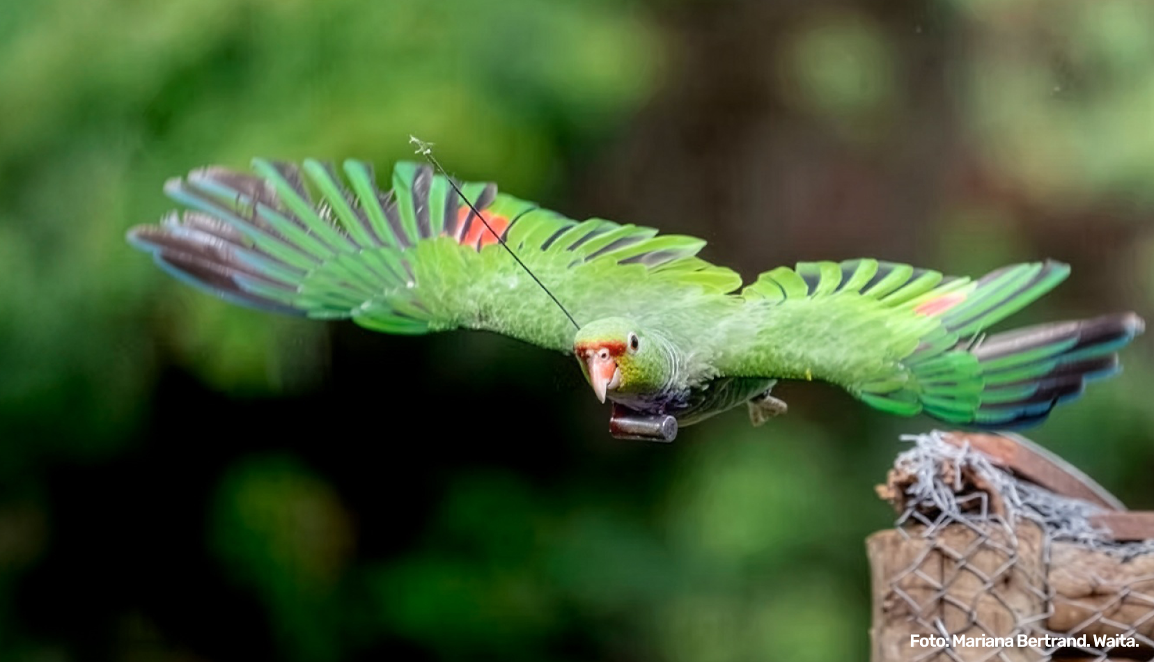Telemetria na conservação da fauna: quando tecnologia e bem-estar animal caminham juntos