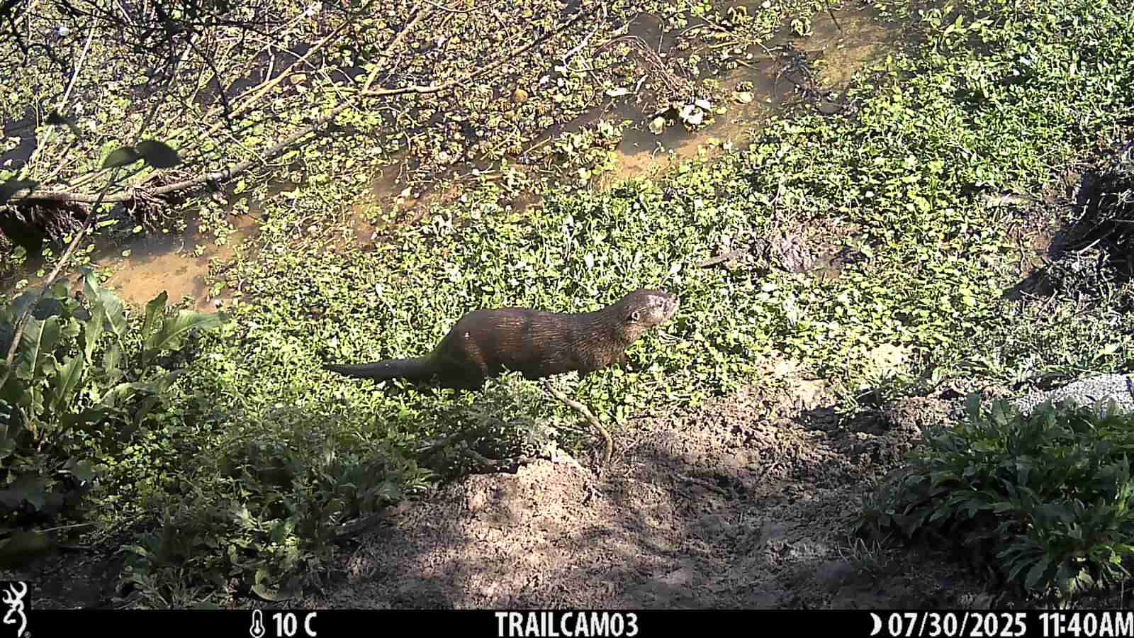 Browning BTC-4E22 Câmera Trap Review