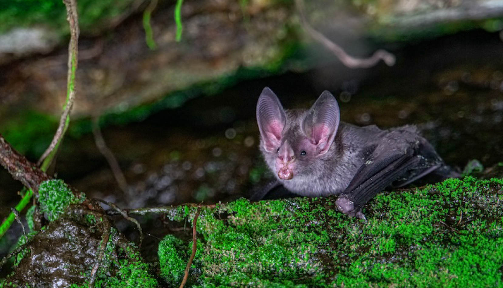 Monitoramento acústico e pesquisas no MONA Cagarras ampliam o conhecimento sobre a espécie Tonatia bidens.
