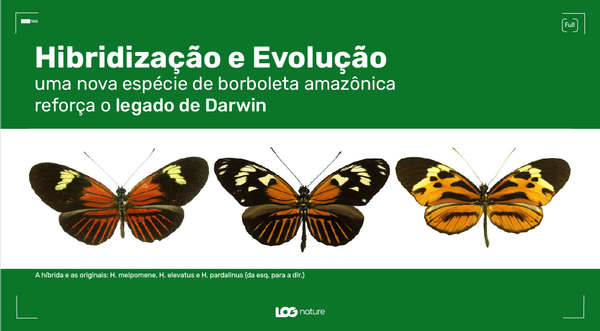 Hibridização e Evolução: Uma Nova Espécie de Borboleta Amazônica Reforça o Legado de Darwin