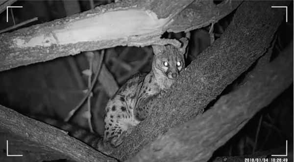 Explorando a Noite: o Papel dos Monóculos de Visão Noturna na Pesquisa da Fauna