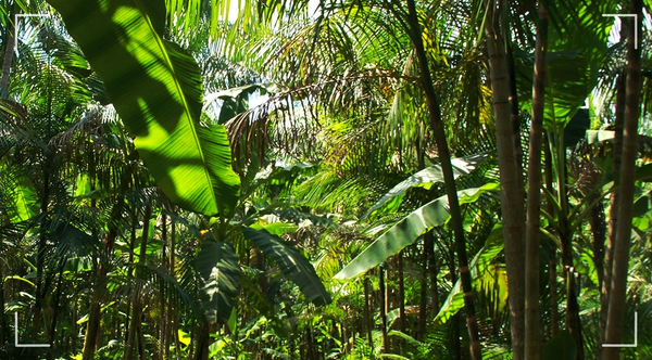 A importância das agroflorestas para a conservação da biodiversidade
