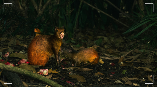 Dia da Amazônia: SOS Amazônia destaca a importância do monitoramento de fauna para a conservação