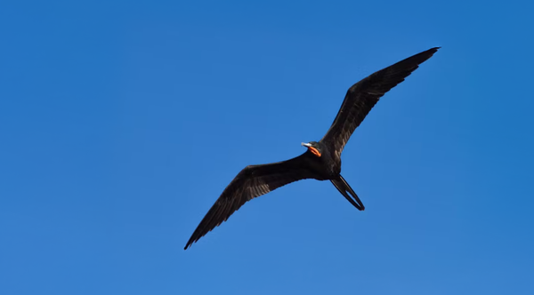 Dia das Aves: As fragatas e as conexões invisíveis do Atlântico