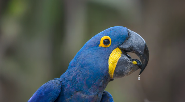 Brasil inicia construção do Plano de Ação Nacional de Combate ao Tráfico de Vida Silvestre