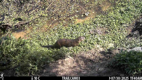 Browning BTC-4E22 Câmera Trap Review