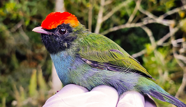Desvendando a fenologia das aves com redes de neblina, anilhas e gravadores acústicos
