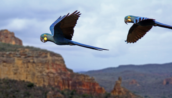 Parcerias e inovação científica fortalecem a preservação da arara-azul-de-lear na Caatinga.