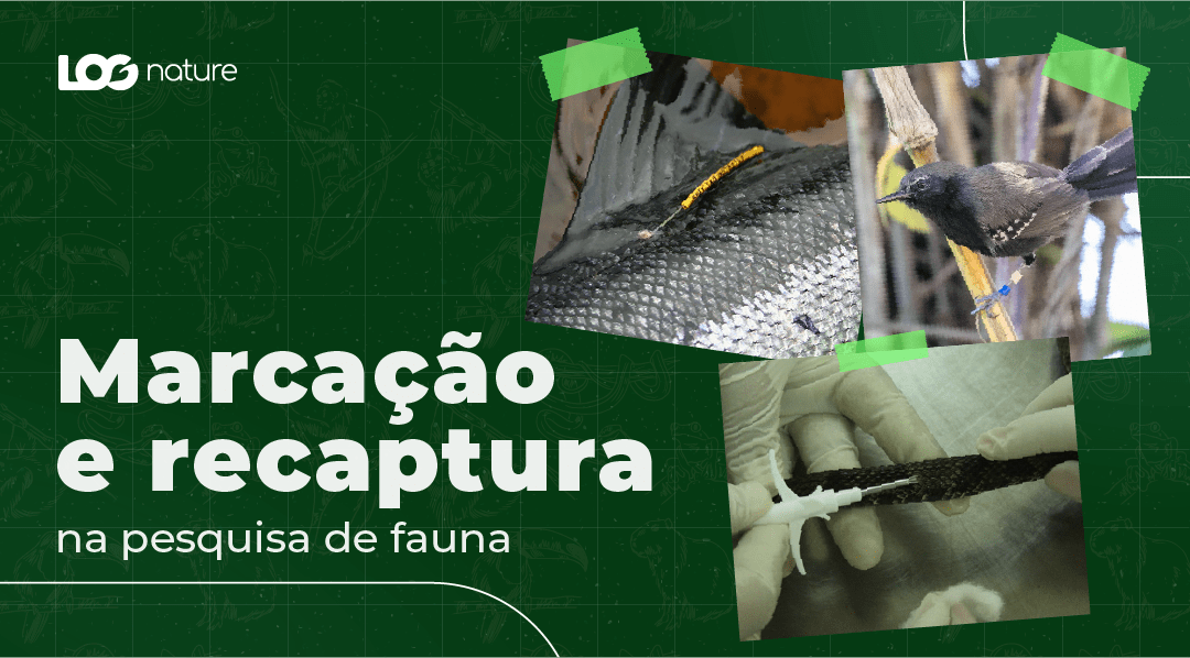 Explorando o Método de Marcação e Recaptura na Pesquisa de Fauna: Um Guia Abrangente