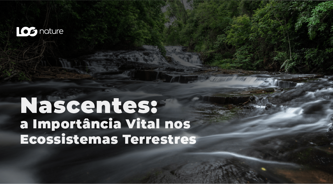 Nascentes: a Importância Vital nos Ecossistemas Terrestres